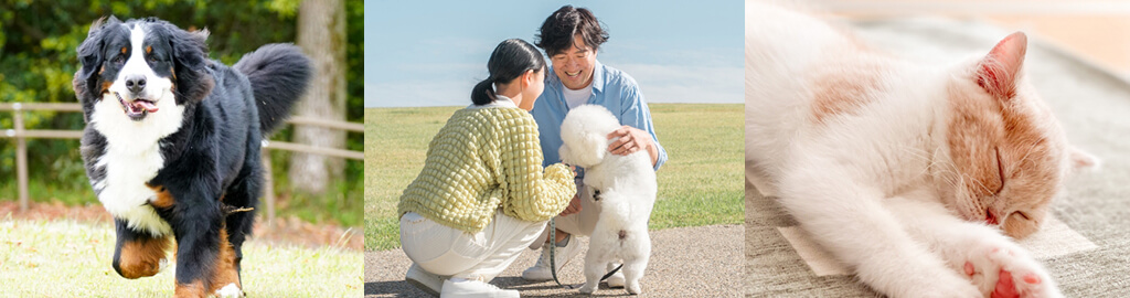 大切な小さな家族との思い出を連想させる画像