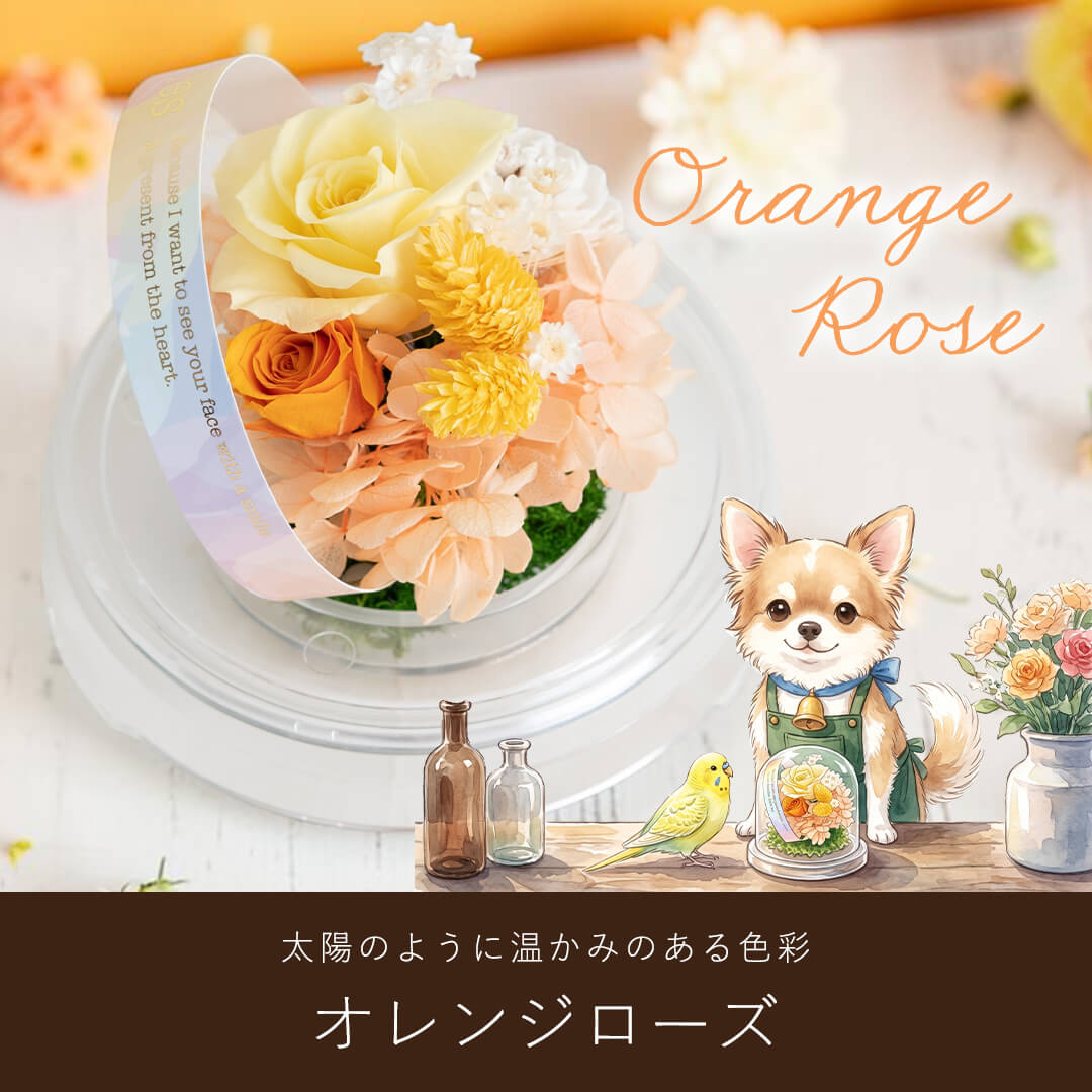 太陽のように温かみのある色彩 オレンジローズ