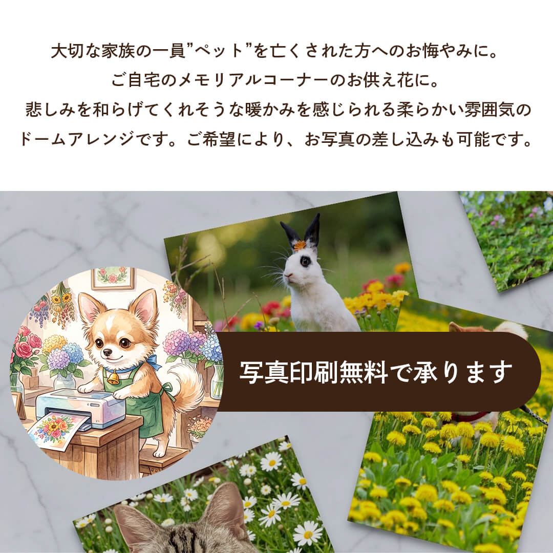 ペット 写真印刷無料