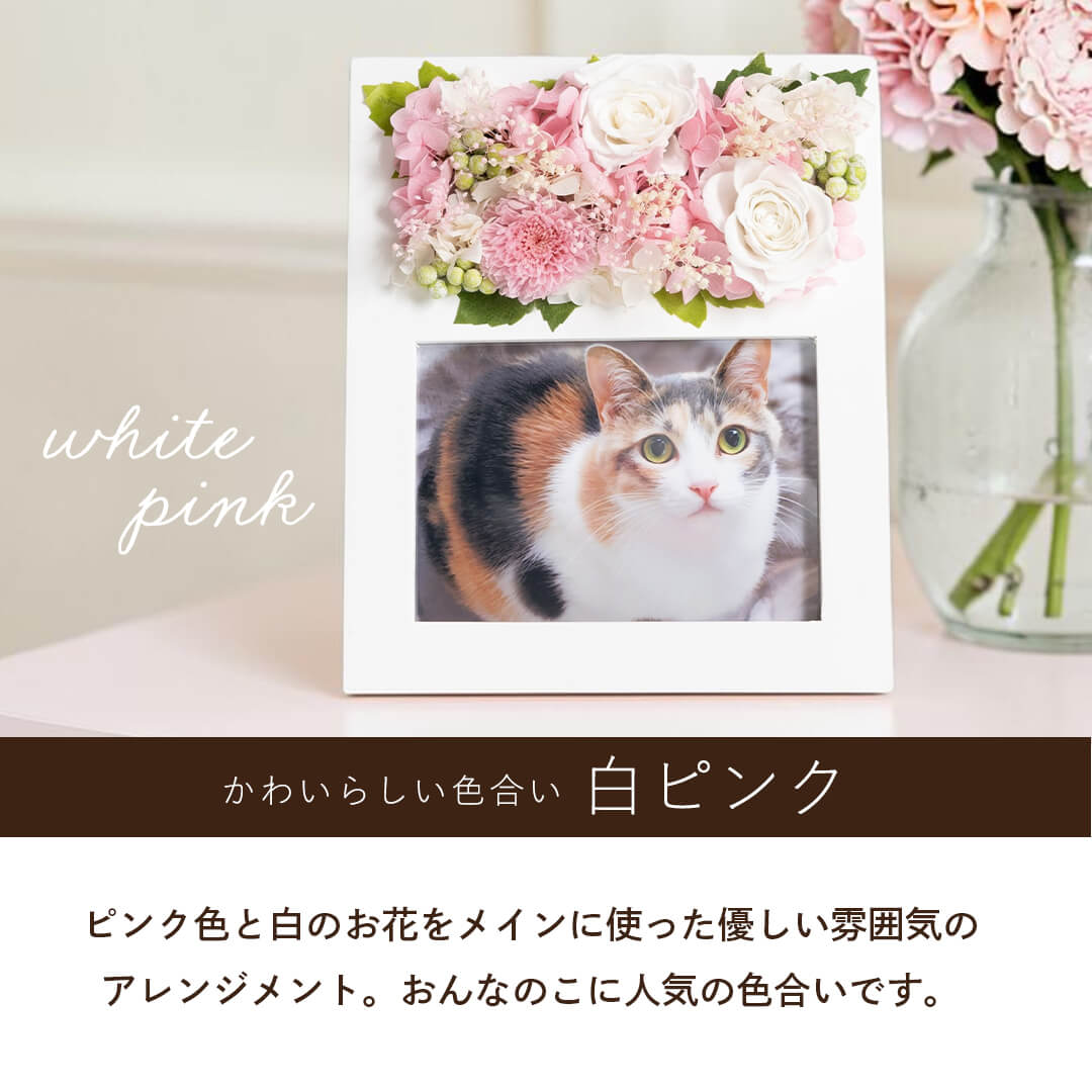 かわいらしい色合い 白ピンク