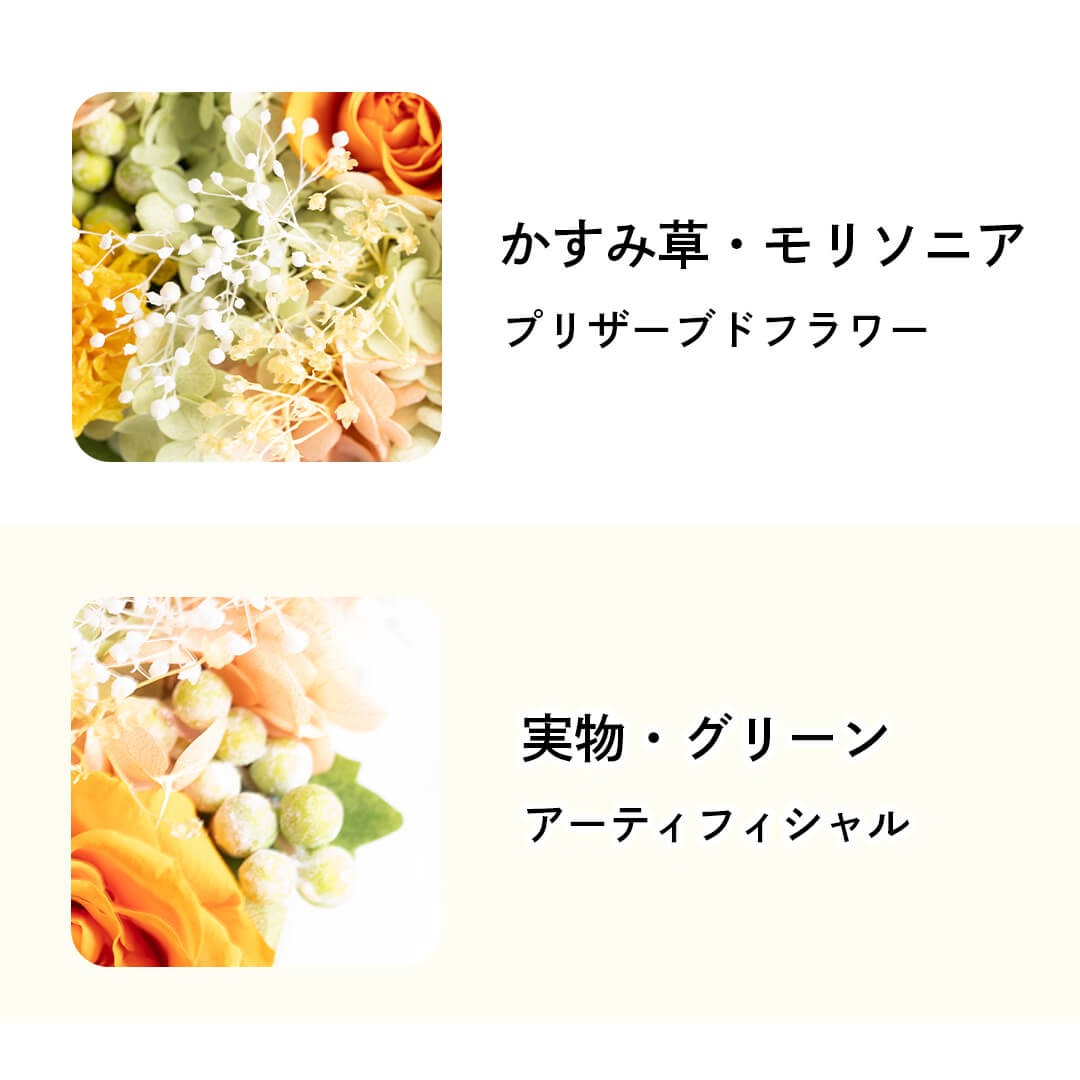 かすみ草・モリソニア・実物・グリーン