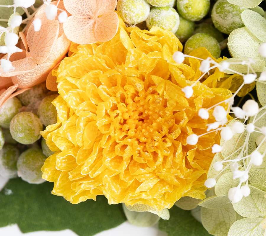 小菊
